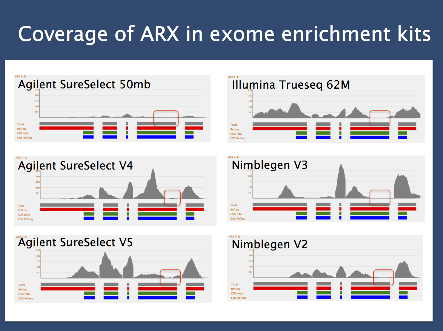 ARX gene.